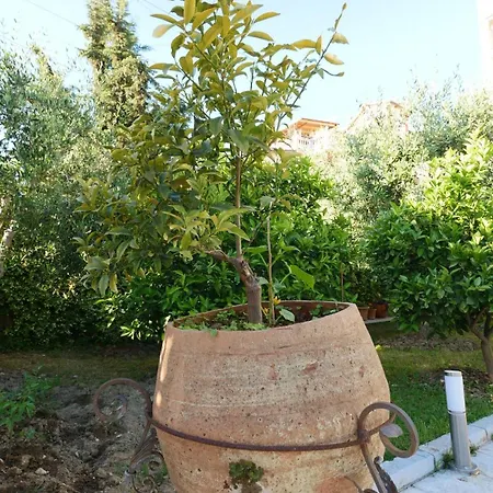 Duro Golem (Tirana)